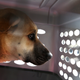 File photo of a dog in a crate.